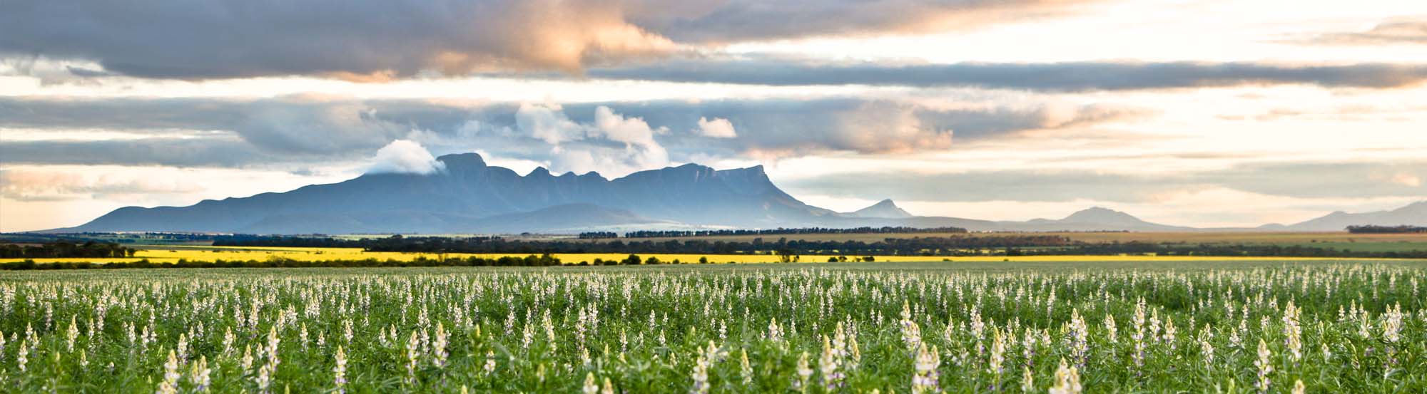 Stirling Range Trails
